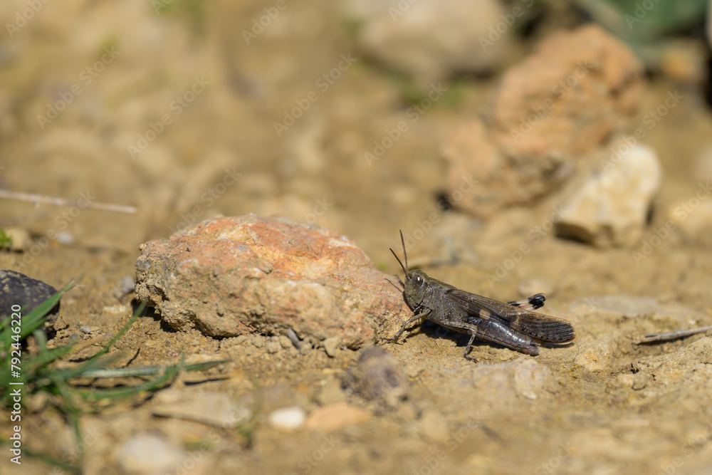A small grasshopper sitting on the ground A small grasshopper sitting on the ground