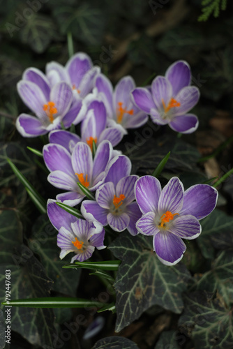 A bunch of purple crocus flowers in the grass