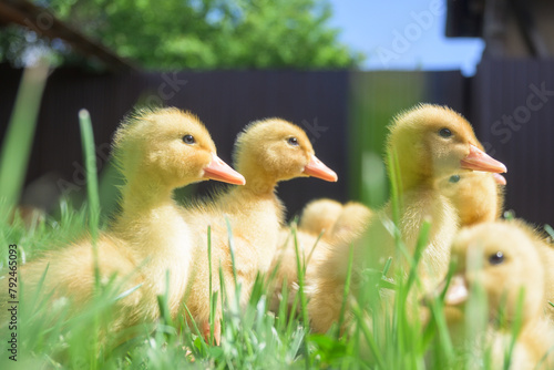 Very cute little and funny ducks.