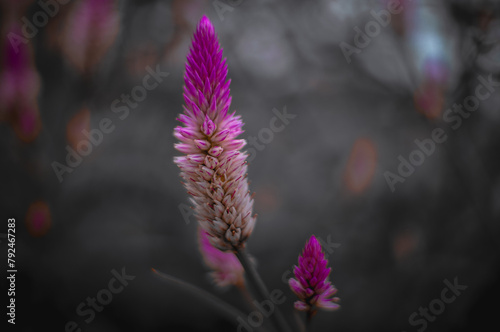 purple and pink blooming flowers on an aesthetic black and white background photo