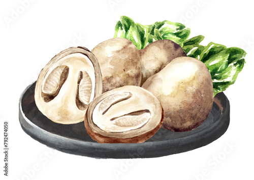Raw Straw Cao Gu mushrooms,  Hand drawn watercolor illustration isolated on white background © dariaustiugova