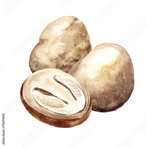 Raw Straw Cao Gu mushrooms.  Hand drawn watercolor illustration isolated on white background © dariaustiugova