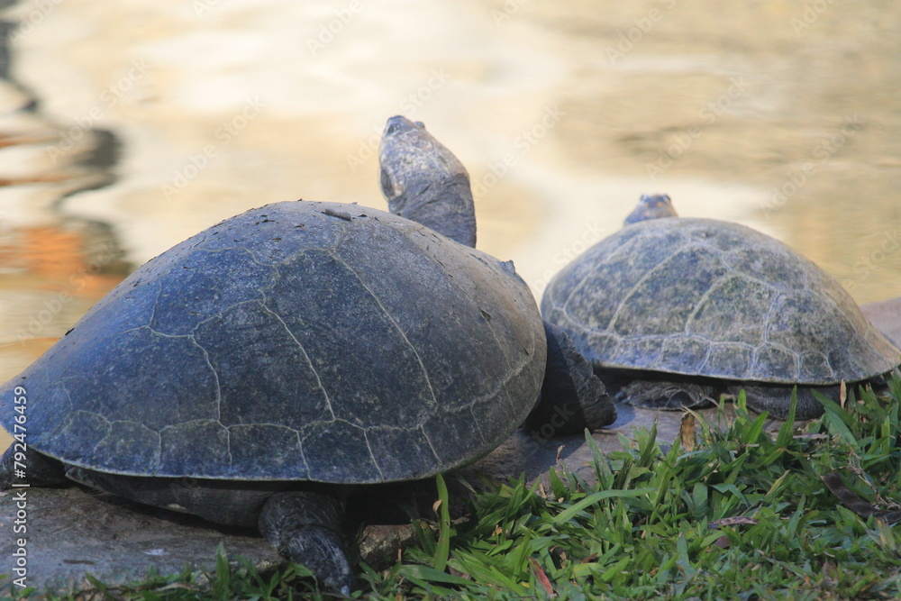 Amazon River Giant Turtle in a Water Pond on a Zoo Amazon River Giant Turtle in a Water Pond on a Zoo