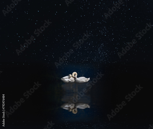 Two sleeping white swans cuddling at night; starry sky in background; swans reflection in dark calm water