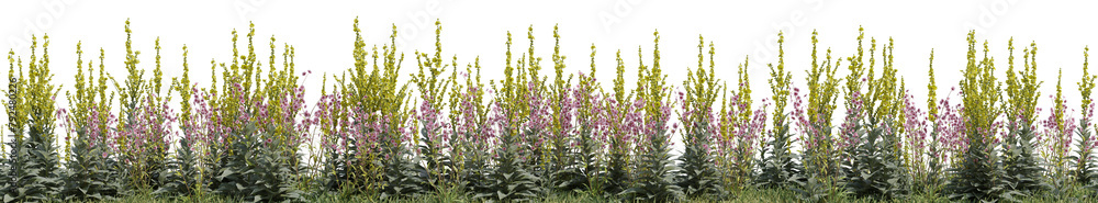 Wild flowers field, grass and meadow in nature, Tropical forest isolated on transparent background - PNG file, 3D rendering for create and design Wild flowers field, grass and meadow in nature, Tropical forest isolated on transparent background - PNG file, 3D rendering for create and design