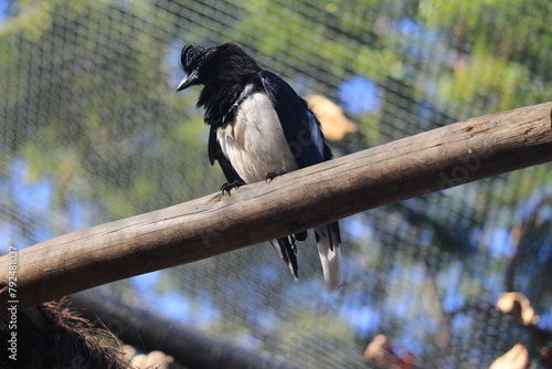 brazilian southern jay inside a aviaty on a zoo photo