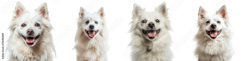Dog PNG set - portrait photo of happy American Eskimo Dog isolated transparent background Dog PNG set - portrait photo of happy American Eskimo Dog isolated transparent background