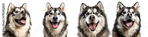 Dog PNG set - portrait photo of happy Alaskan Malamute isolated transparent background