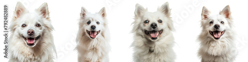Dog PNG set - portrait photo of happy American Eskimo Dog isolated transparent background