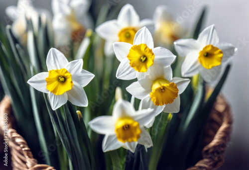 'Narcissus spring White plants names family macro predominantly daffodil various perennial including photography Amaryllidaceae genus daffadowndilly yellow Background PatternBackground Pattern' photo