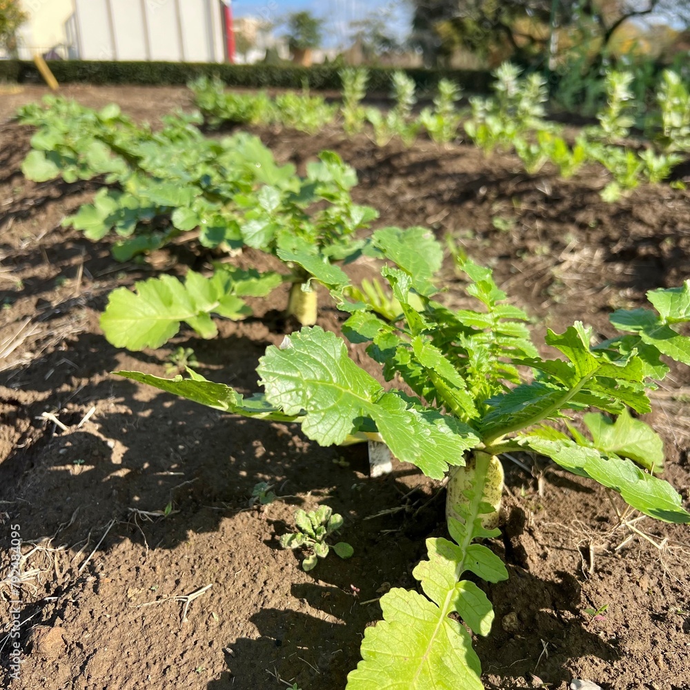 畑で育つ大根 畑で育つ大根