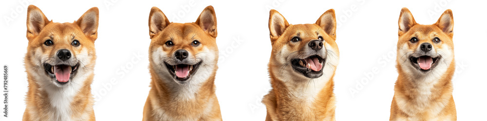 Dog PNG set - portrait photo of happy Shiba Inu isolated transparent background