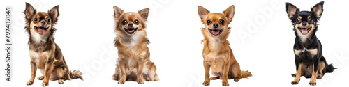 Dog PNG set - sitting photo of happy Chihuahua isolated transparent background