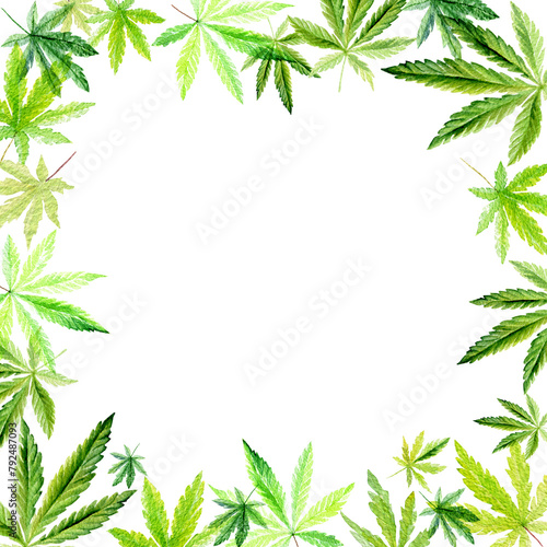 Banner, template with a green frame of Cannabis indica, Marijuana medicinal plant. Watercolor illustration