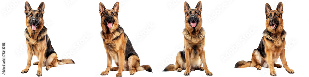 Dog PNG set - sitting photo of happy German Shepherd isolated transparent background