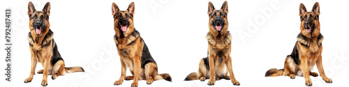 Dog PNG set - sitting photo of happy German Shepherd isolated transparent background