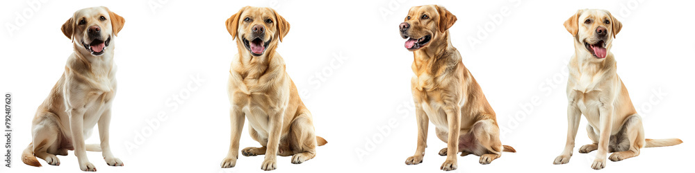 Dog PNG set - sitting photo of happy Labrador Retriever isolated transparent background