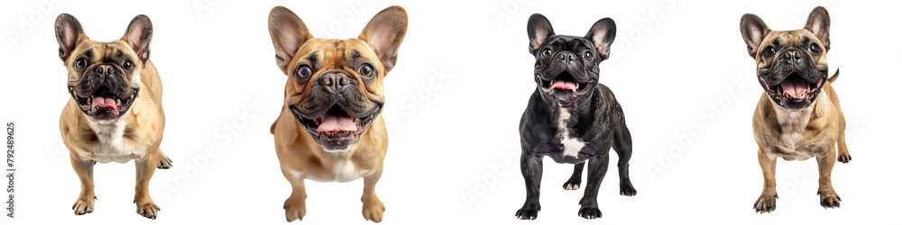 Dog PNG set - standing photo of happy French Bulldog isolated transparent background