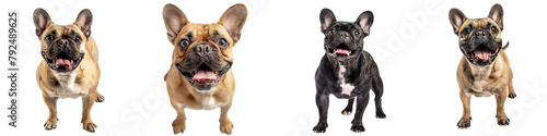 Dog PNG set - standing photo of happy French Bulldog isolated transparent background © Sourav Mittal