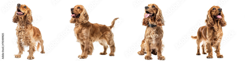 Dog PNG set - standing photo of happy English Cocker Spaniel isolated transparent background