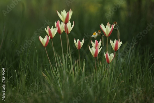 beautiful spring tulips in the garden