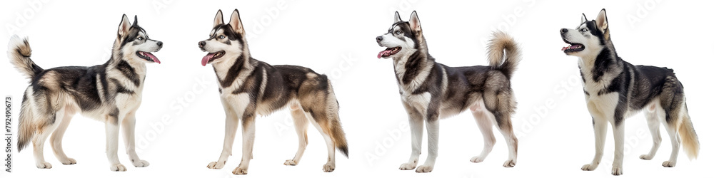 Dog PNG set - standing photo of happy Siberian Husky isolated transparent background