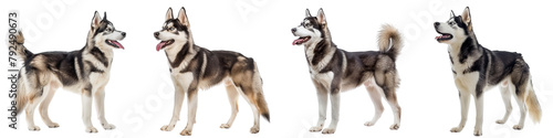 Dog PNG set - standing photo of happy Siberian Husky isolated transparent background © Sourav Mittal