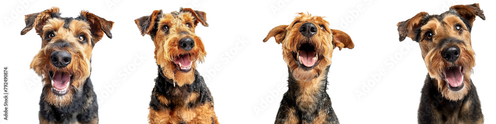 Dog PNG set - portrait photo of happy Airedale Terrier isolated transparent background
