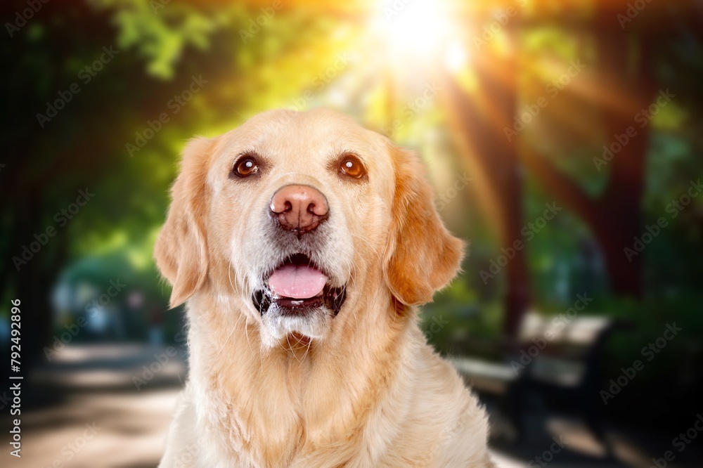 Cute domestic dog standing in a field lawn Cute domestic dog standing in a field lawn