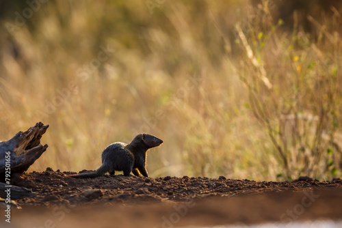 Common dwarf mongoose in Kruger National park, South Africa ; Specie Helogale parvula family of Herpestidae photo