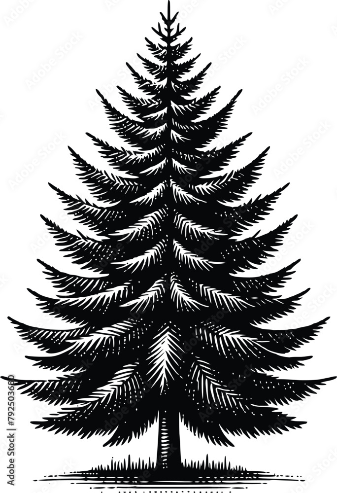 Fototapeta premium pine tree silhouette