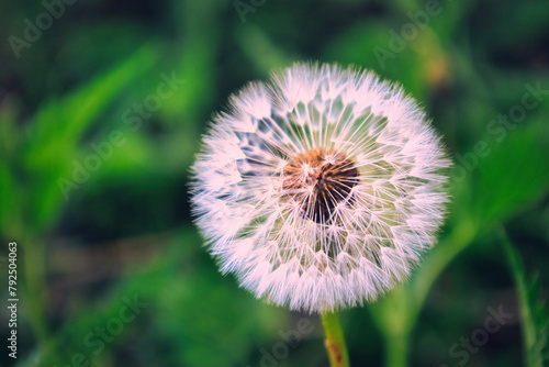 Pusteblume - Frühling - Springtime- Spring - Background - Concept - Blooming - Flower - Bloom - Green - Wonderful - High quality photo