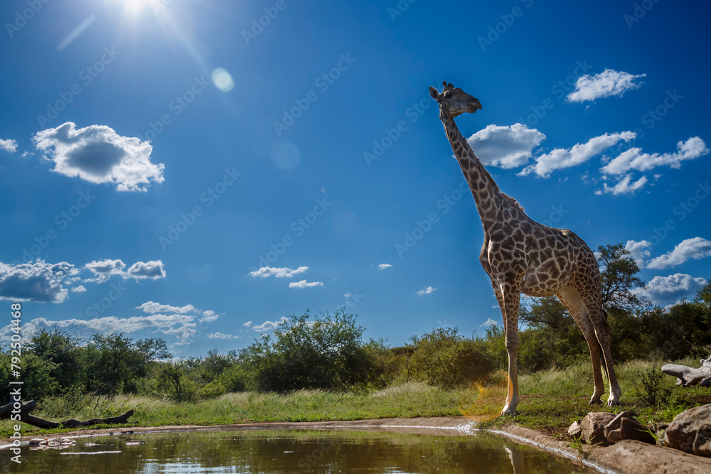 Obraz premium Giraffe standing at waterhole in backlit in Kruger National park, South Africa ; Specie Giraffa camelopardalis family of Giraffidae