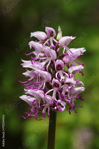 Orchis singe (Orchis simia)
Orchis simia in flower
 photo