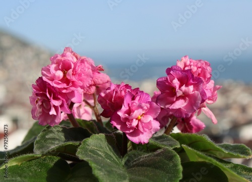 Pink flowers sea background 