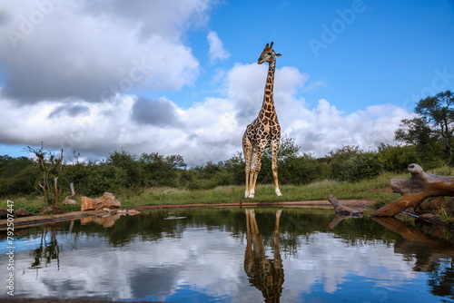 Giraffe standing at waterhole wide angle view in Kruger National park, South Africa ; Specie Giraffa camelopardalis family of Giraffidae