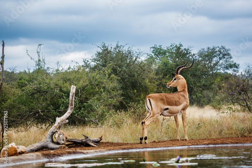 Common Impala horned male watching back in Kruger National park, South Africa ; Specie Aepyceros melampus family of Bovidae