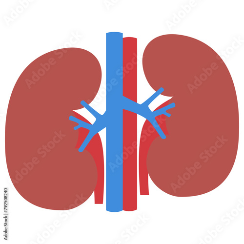 Human Body Parts - Kidneys