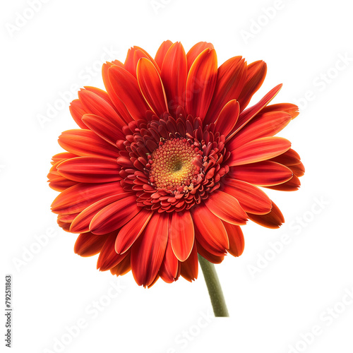 red gerber daisy