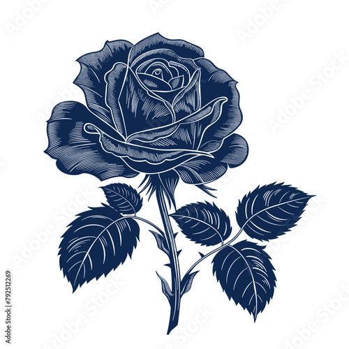 single, unique blue rose with velvety petals blooms gracefully against a crisp white background