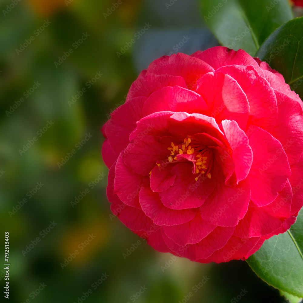 Closeup of a flower of Camellia × williamsii 'Carnation' in a garden in Spring Closeup of a flower of Camellia × williamsii 'Carnation' in a garden in Spring