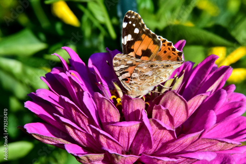 Ein Distelfalter (Schmetterling) auf einer pinken Zinnienblüte    -Nahaufnahme-