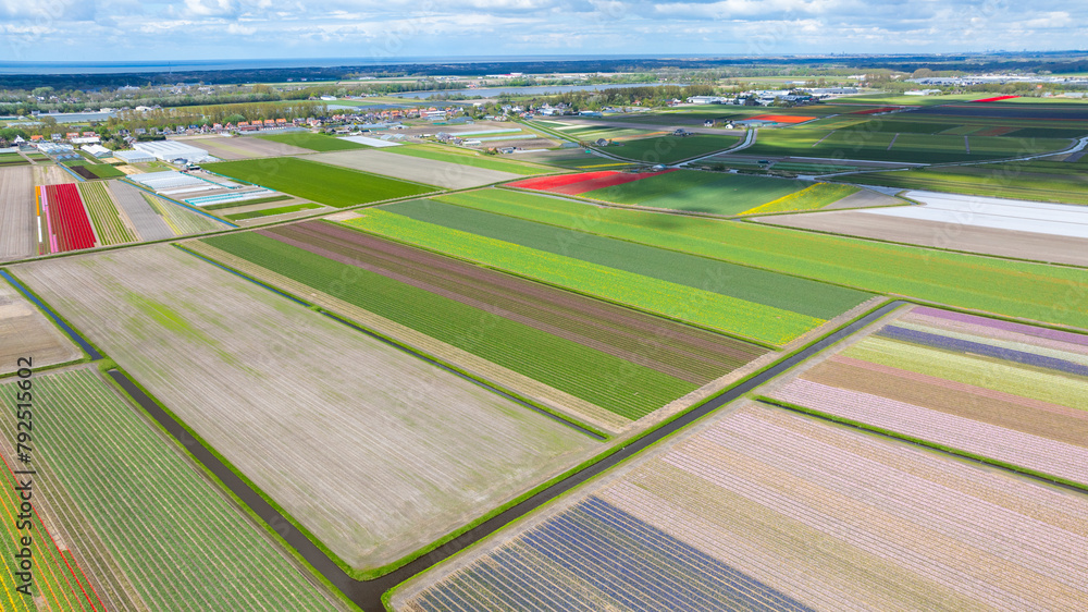 Aerial view of colorful tulip fields