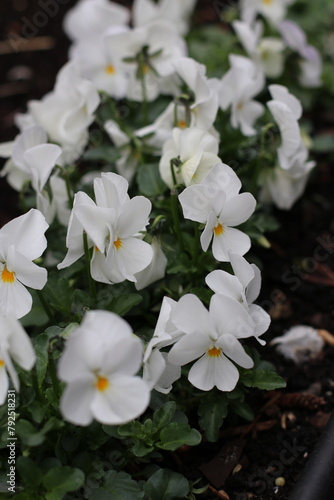 Home Garden Blossoms: Vibrant Florals and Lush Botanicals