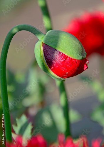 pąk kwiatowty maku ogrodowego, Papaver somniferum, czerwony mak ogrodowy, red flower bud of garden poppy