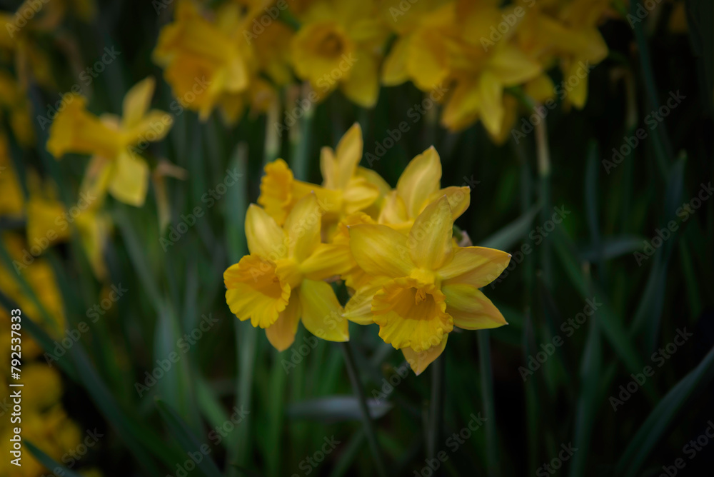 Amazing Yellow Daffodils flower field in the morning sunlight. The perfect image for spring background, flower landscape. Amazing Yellow Daffodils flower field in the morning sunlight. The perfect image for spring background, flower landscape.