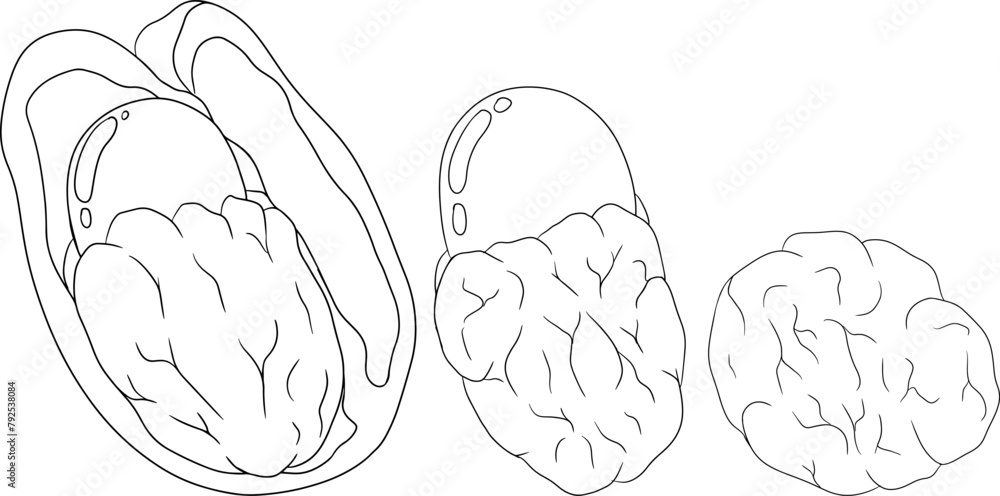 Hand drawn line Ackee, Blighia sapida or achee, medicinal plant. Vector plant Illustration on white Background for coloring pages, label, poster, print
Hand drawn line Ackee, Blighia sapida or achee, medicinal plant. Vector plant Illustration on white Background for coloring pages, label, poster, print