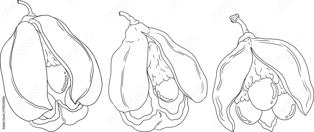 Hand drawn line Ackee, Blighia sapida or achee, medicinal plant. Vector ...