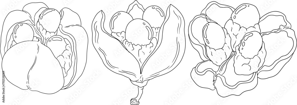 Hand drawn line Ackee, Blighia sapida or achee, medicinal plant. Vector ...