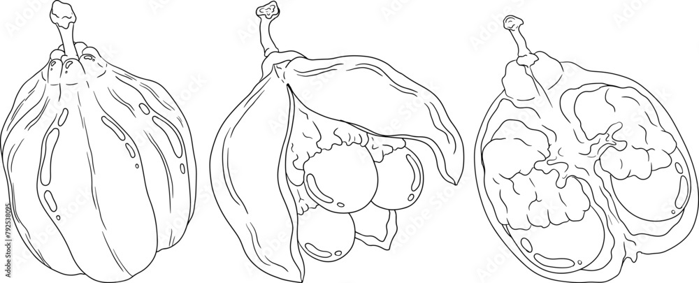 Hand drawn line Ackee, Blighia sapida or achee, medicinal plant. Vector plant Illustration on white Background for coloring pages, label, poster, print
Hand drawn line Ackee, Blighia sapida or achee, medicinal plant. Vector plant Illustration on white Background for coloring pages, label, poster, print